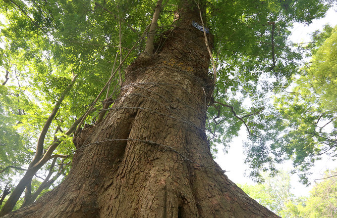 Hà Nội làm rào sắt, căng dây thép gai bảo vệ cây sưa đỏ